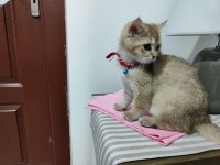 Tamamen sağlıklı 2 güzel scottish fold