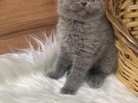 British shorthair ve scottish fold kedilerimiz