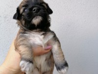 Çok sevimli mınnaklar maltipoo