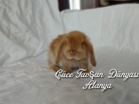Cüce lop / minyatür lop cüce tavşan çiftliği alanya
