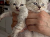 Scottish fold kedisi
