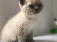Irk Ve Sağlık Garantili British Shorthair