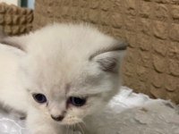 Mavi gözlü yavru scottish fold