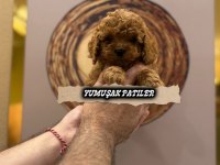 Toy Poodle Yavrumuz