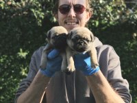 GÜL KUYRUK PUG MOBS YAVRULARIMIZ