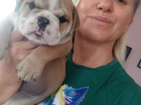 Sevimli Yaramazlar İngiliz Bulldog Bebeklerimiz