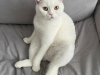KEDİMİZ PAMUK (ACİL SAHİPLENDİRME)