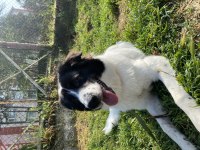 Oyun ve sevgi delisi köpeğimiz mays