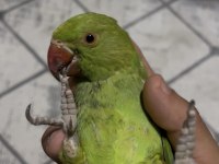 2 Aylık Bebek Pakistan Evcil