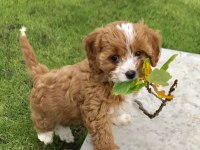 Mini Boy Maltipoo Yavrularımız