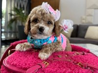 Çok uygun toy poodle acil ilk gelen alır