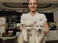 25 Ocak doğumlu safkan samoyed (çiftlik üretimi değiller)