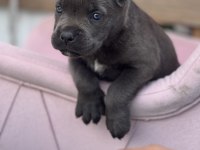 Cane Corso yavrular