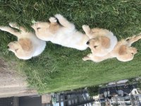 Yavru Golden Retriever Köpeklerimiz