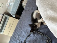 Minik oreo tekir
