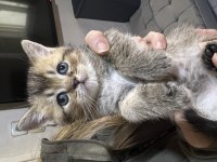 British shorthair yavrularımız ailelerini beklemektedir