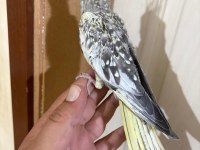 44 GÜNLÜK KUSURSUZ SULYAN PAPAĞANI BEBEK