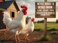 Satılık KARMA KÖY HOROZ VE TAVUKLAR