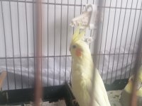 1 aylık sultan papağanı (lütfen açıklamayı okuyun)