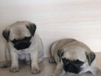 Muhteşem Pug Bebekler