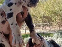 Great Dane (Danua A Şecereli)