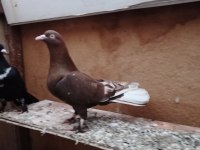 Oynak satılık saya güvercin var