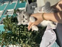 British Shorthair Bebekler