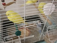 Yeni yeme düşen lutino muhabbet kuşu yavrular
