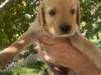 Safkan golden retriever yavrularımız