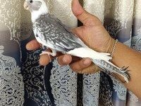 65 Günlük Yavru ev üretimi WF Pearl ele alışkın sultan