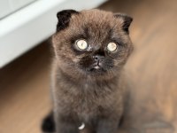 Scottish Fold Kedisi