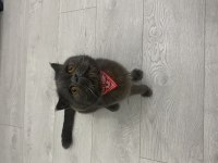 Sahiplendirme scottish fold kedimiz
