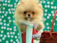 Safkan pomeranian bol yavrular