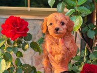 Üst Kalite Maltipoo Bebeklerimiz