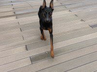 12 Aylık Dişi Doberman