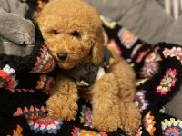 Aşılı Micro Çipli Poodle Erkek Yavrumuz
