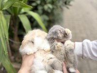 Hollanda Lop Tavşan Yavrular Gönderim Var