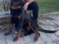 Daha iyisi yok a secereli uygun rottweiler