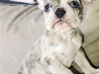 French Bulldog yavrularımız ırk garantilidir A KALİTE