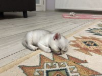Straight dişi erkek kediler 2 aylık