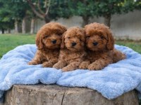 Çok Kıymetli Cavapoo Bebekler