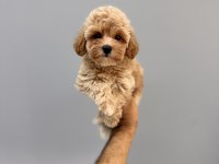 ÜST DÜZEY MALTİPOO YAVRULARIMIZ