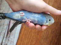 Yavru spangle erkek muhabbet kuşlarımız