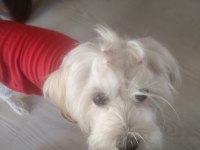 GÜZELLER GÜZELİ MALTESE LİLAMİ SAHİPLENDİRİYORUM