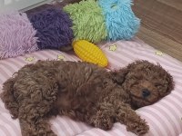 Toy poodle 2 aylık köpeğimiz