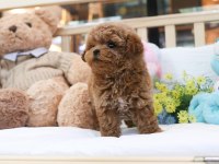 İSTANBULDA KORE TOY POODLE BEBEKLERİM