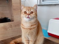 4 Yaşında British Shorthair Dişi Kısır Kediler
