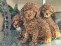 Yasal ruhsatlı çiftlikde ziyarete açık toy poodle