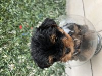 Bebek Yorkie Son Kalan Erkek Yavru