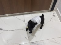 Elma kafa 5 aylık gerçek 0 numara chihuahua